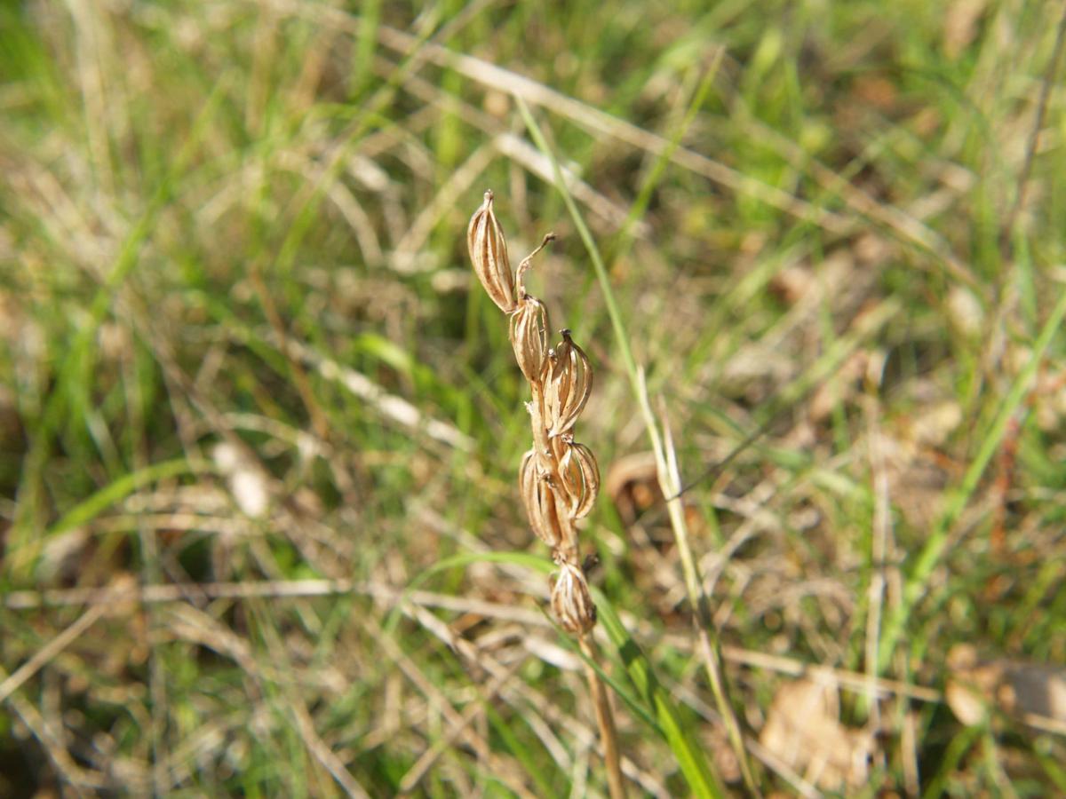 Orchid, Greater Butterfly fruit